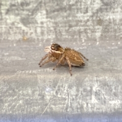 Maratus griseus at Aranda, ACT - 10 Jan 2023