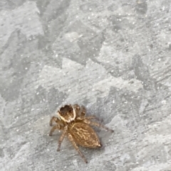 Maratus griseus at Aranda, ACT - 10 Jan 2023