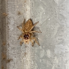 Maratus griseus at Aranda, ACT - 10 Jan 2023 04:42 PM