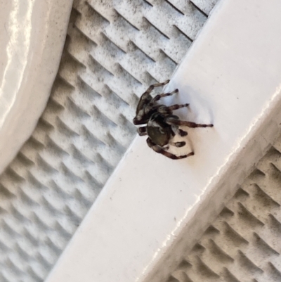 Maratus scutulatus (A jumping spider) at Aranda, ACT - 9 Jan 2023 by Jubeyjubes