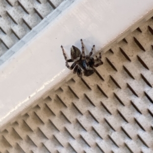 Maratus scutulatus at Aranda, ACT - 10 Jan 2023 08:28 AM