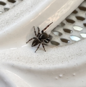 Maratus scutulatus at Aranda, ACT - 10 Jan 2023