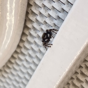 Maratus scutulatus at Aranda, ACT - 10 Jan 2023