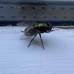 Lucilia sp. (genus) at Aranda, ACT - 14 Jan 2023