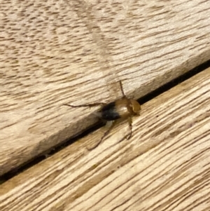 Phyllotocus macleayi at Aranda, ACT - 14 Jan 2023