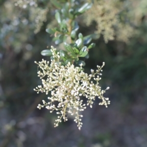 Bursaria spinosa at Fyshwick, ACT - 15 Jan 2023 08:58 AM