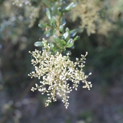 Bursaria spinosa (Native Blackthorn, Sweet Bursaria) at Fyshwick, ACT - 14 Jan 2023 by JimL