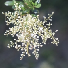 Bursaria spinosa at Fyshwick, ACT - 15 Jan 2023