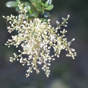 Bursaria spinosa at Fyshwick, ACT - 15 Jan 2023