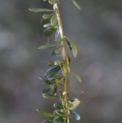 Bursaria spinosa at Fyshwick, ACT - 15 Jan 2023