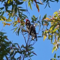 Callocephalon fimbriatum (Gang-gang Cockatoo) at Jerrawangala National Park - 9 Jan 2023 by RobG1