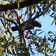 Callocephalon fimbriatum at Jerrawangala, NSW - suppressed