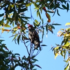 Callocephalon fimbriatum at Jerrawangala, NSW - suppressed