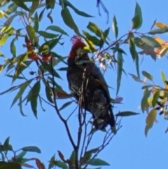 Callocephalon fimbriatum at Jerrawangala, NSW - suppressed