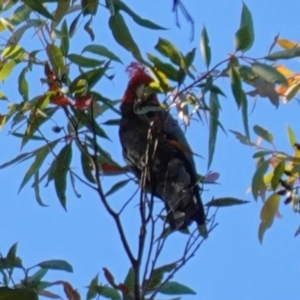 Callocephalon fimbriatum at Jerrawangala, NSW - suppressed