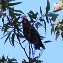 Callocephalon fimbriatum at Jerrawangala, NSW - suppressed