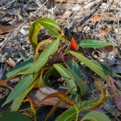 Corymbia gummifera (Red Bloodwood) at Jerrawangala National Park - 9 Jan 2023 by RobG1