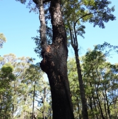 Corymbia gummifera at Jerrawangala, NSW - 9 Jan 2023