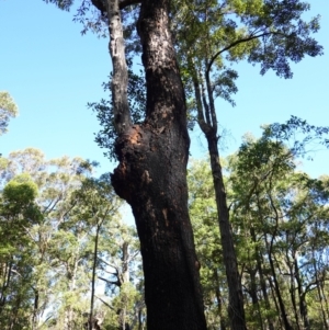 Corymbia gummifera at Jerrawangala, NSW - 9 Jan 2023