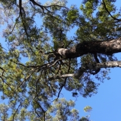 Corymbia gummifera at Jerrawangala, NSW - 9 Jan 2023