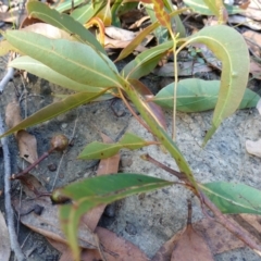 Corymbia gummifera at Jerrawangala, NSW - suppressed