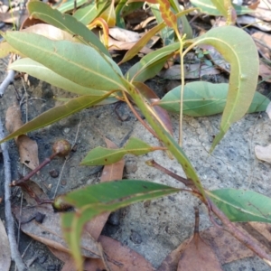 Corymbia gummifera at Jerrawangala, NSW - 9 Jan 2023