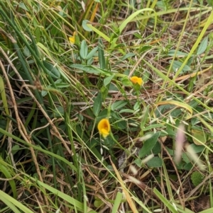 Zornia dyctiocarpa var. dyctiocarpa at Farrer, ACT - 16 Jan 2023