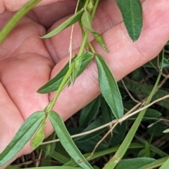 Zornia dyctiocarpa var. dyctiocarpa at Farrer, ACT - 16 Jan 2023