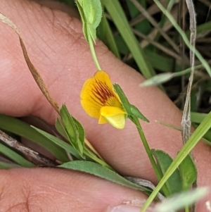 Zornia dyctiocarpa var. dyctiocarpa at Farrer, ACT - 16 Jan 2023