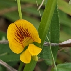 Zornia dyctiocarpa var. dyctiocarpa at Farrer, ACT - 16 Jan 2023