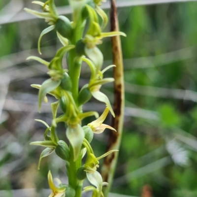 Prasophyllum sphacelatum (Large Alpine Leek-orchid) at Namadgi National Park - 15 Jan 2023 by roachie