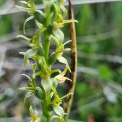 Prasophyllum sphacelatum (Large Alpine Leek-orchid) at Cotter River, ACT - 15 Jan 2023 by roachie