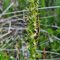Prasophyllum sphacelatum at Cotter River, ACT - 15 Jan 2023