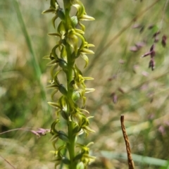 Paraprasophyllum sphacelatum at Cotter River, ACT - suppressed