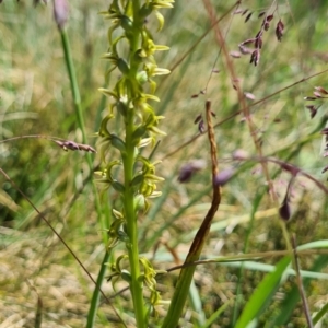 Paraprasophyllum sphacelatum at Cotter River, ACT - suppressed