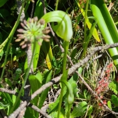 Pterostylis monticola (Large Mountain Greenhood) at Namadgi National Park - 15 Jan 2023 by roachie