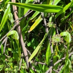 Pterostylis monticola at Cotter River, ACT - suppressed