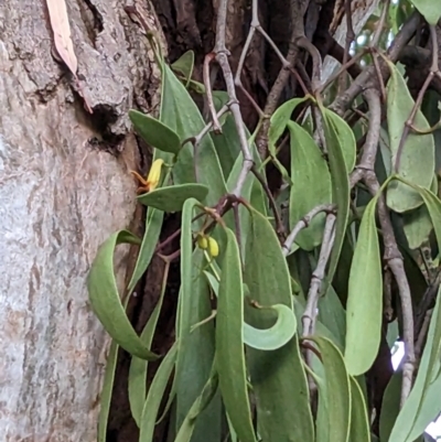 Muellerina eucalyptoides (Creeping Mistletoe) at North Albury, NSW - 9 Jan 2023 by Darcy