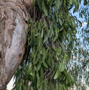 Muellerina eucalyptoides at North Albury, NSW - 9 Jan 2023