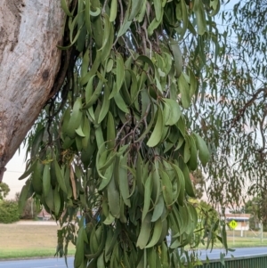 Muellerina eucalyptoides at North Albury, NSW - 9 Jan 2023