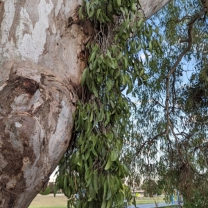 Muellerina eucalyptoides at North Albury, NSW - 9 Jan 2023