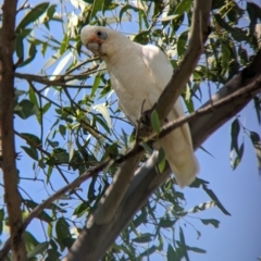 Cacatua sanguinea (Little Corella) at Young, NSW - 15 Jan 2023 by Darcy
