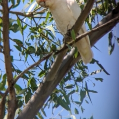 Cacatua sanguinea at Young, NSW - 15 Jan 2023