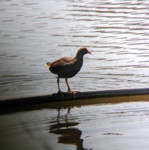 Gallinula tenebrosa at Young, NSW - 15 Jan 2023