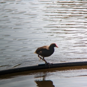 Gallinula tenebrosa at Young, NSW - 15 Jan 2023 11:15 AM