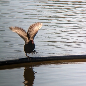 Gallinula tenebrosa at Young, NSW - 15 Jan 2023