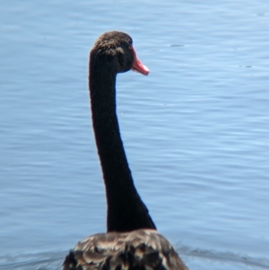 Cygnus atratus at Young, NSW - 15 Jan 2023 11:17 AM