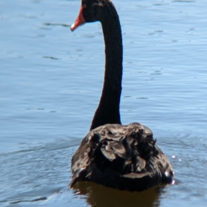 Cygnus atratus at Young, NSW - 15 Jan 2023 11:17 AM