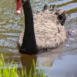 Cygnus atratus at Young, NSW - 15 Jan 2023 11:17 AM