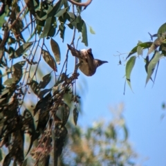 Philemon citreogularis (Little Friarbird) at Young, NSW - 15 Jan 2023 by Darcy